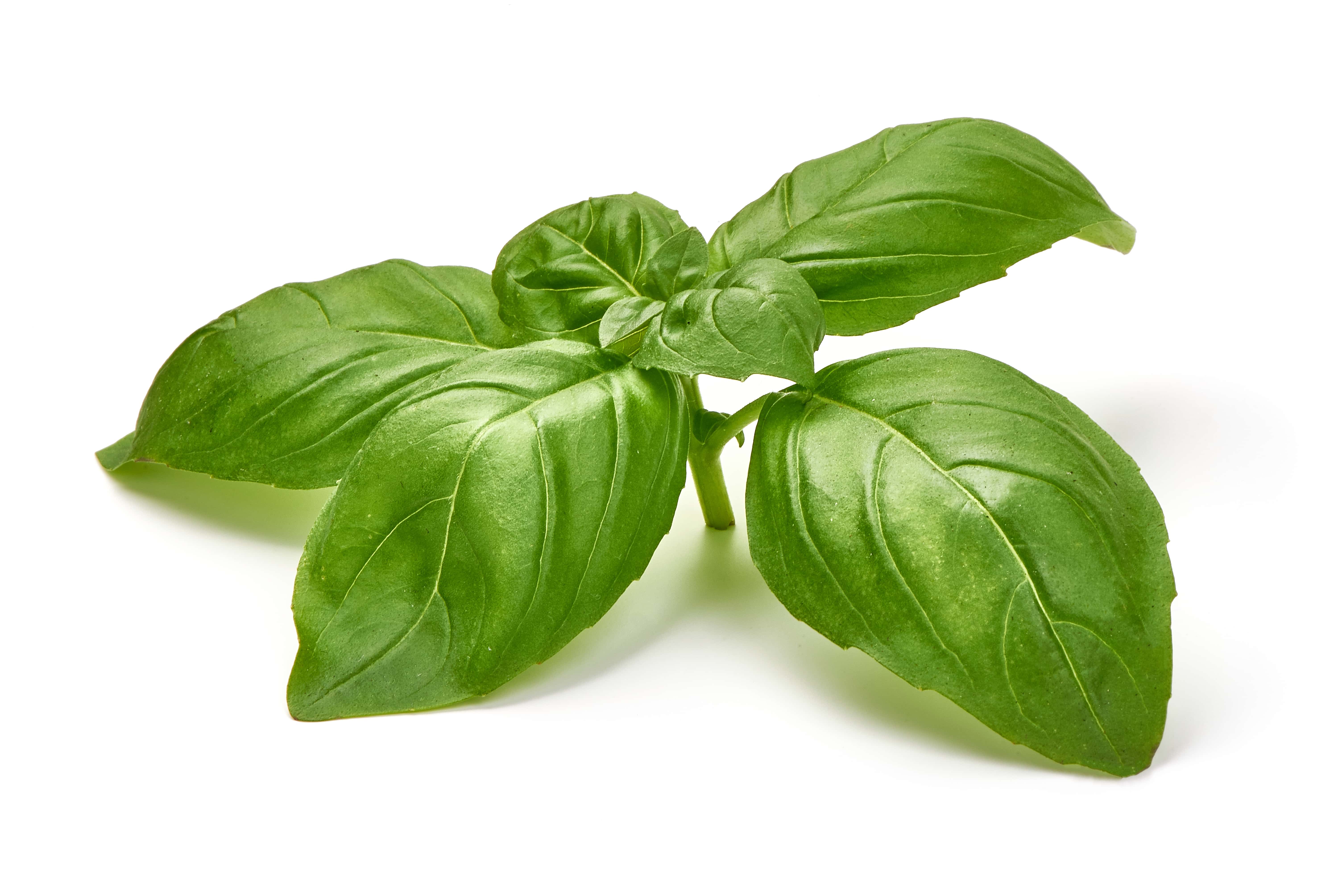 basil leaves for flies