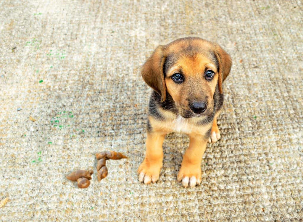 Pet Friendly Carpets