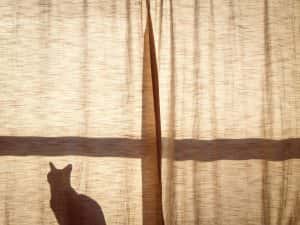 Cotton Curtains