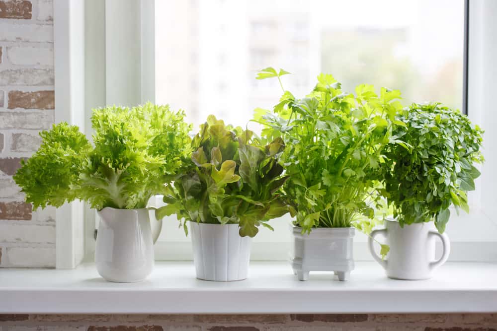kitchen garden