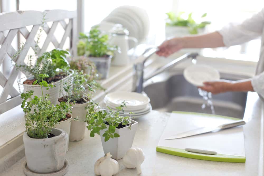 kitchen plants