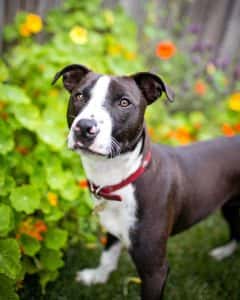 Pet Pictures on wall