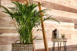 Areca Palm