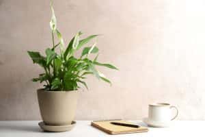 Peace Lily
