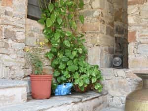 Money Plant