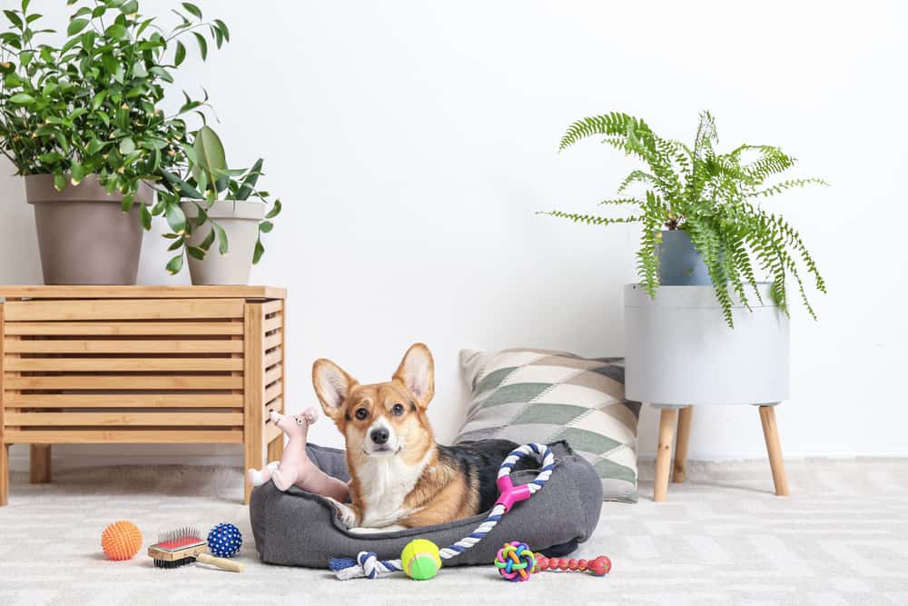 pet play area
