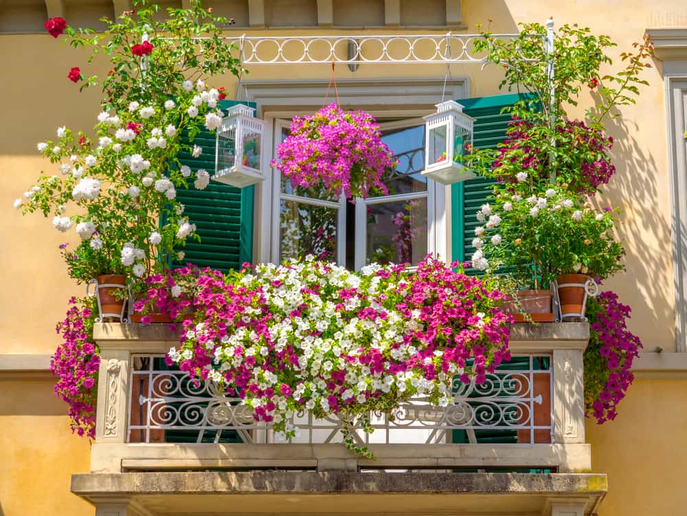 climbers and Creepers plants for Balcony