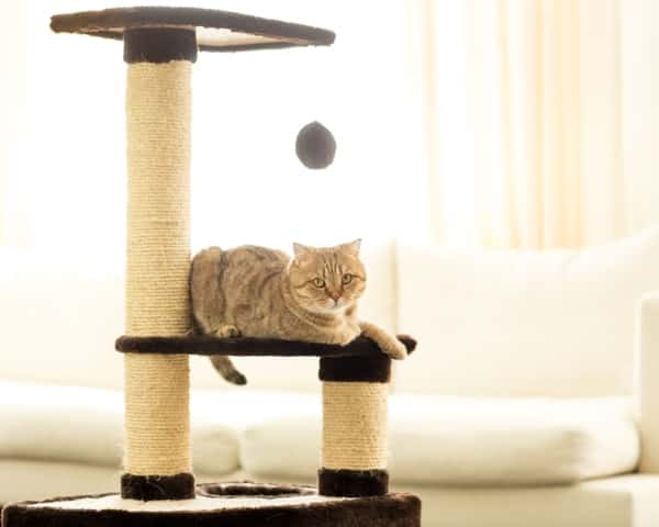 cat scratchpad