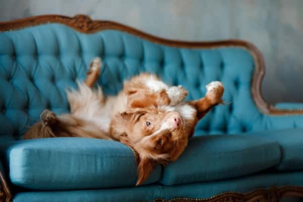 designing Pet Friendly fabric
