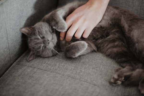 Pet Friendly furniture and fabrics