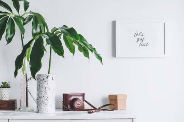 plants for rental home