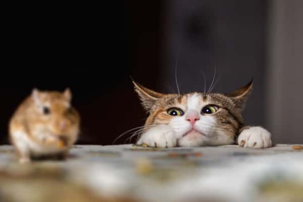 tips and remedies to keep your home pest free