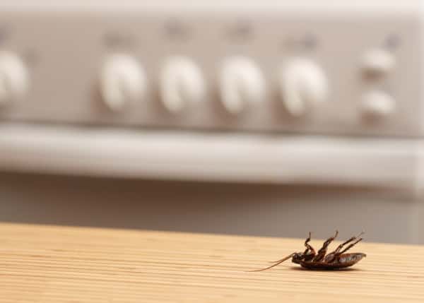 tips and remedies to keep your home pest free