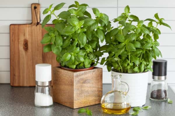 tips and remedies to keep your home pest free