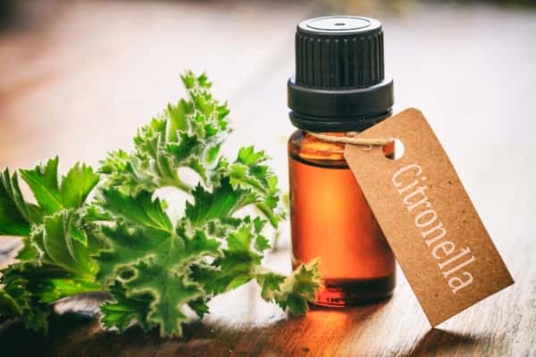 tips and remedies to keep your home pest free