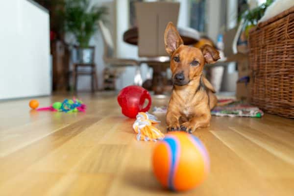 Pet friendly floor
