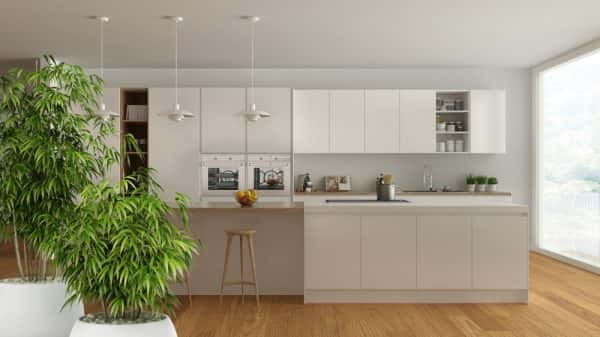 Bamboo Plants for home