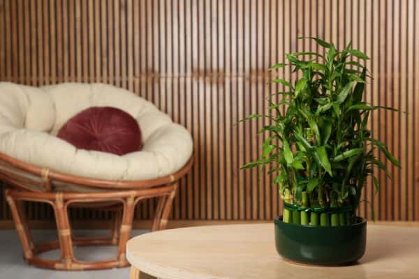 Bamboo Wall Treatment