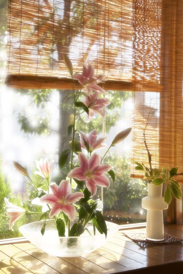 bamboo blinds for window treatments