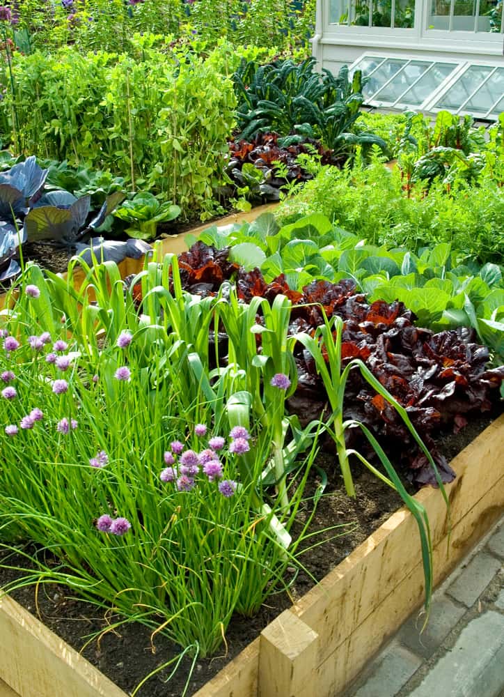 Kitchen garden