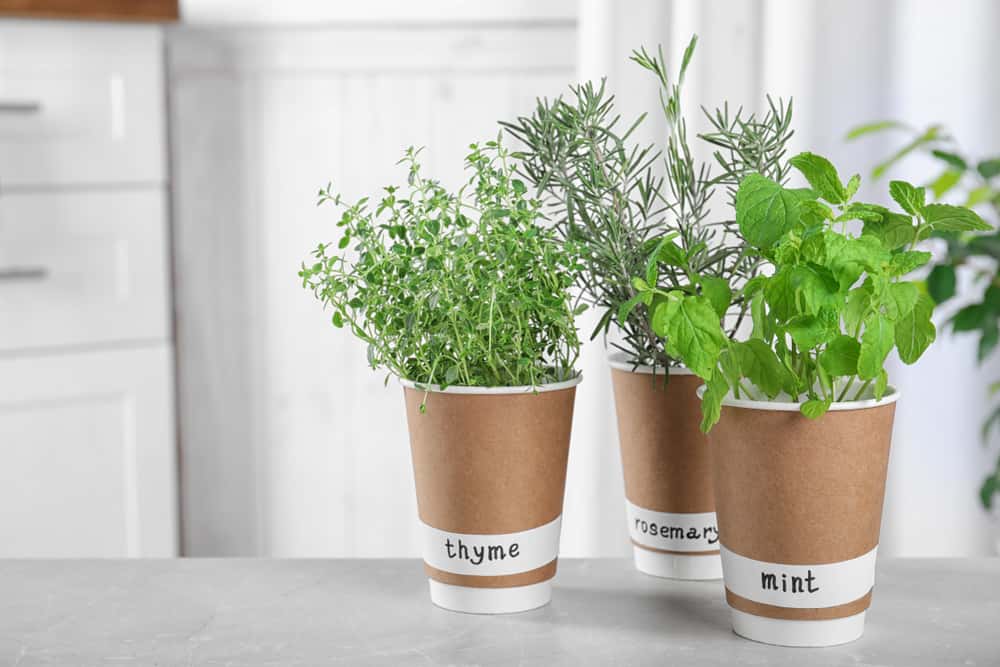 Kitchen Garden Plants