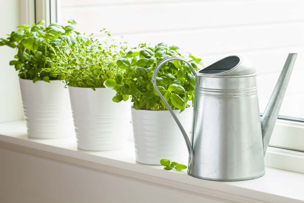 Kitchen garden