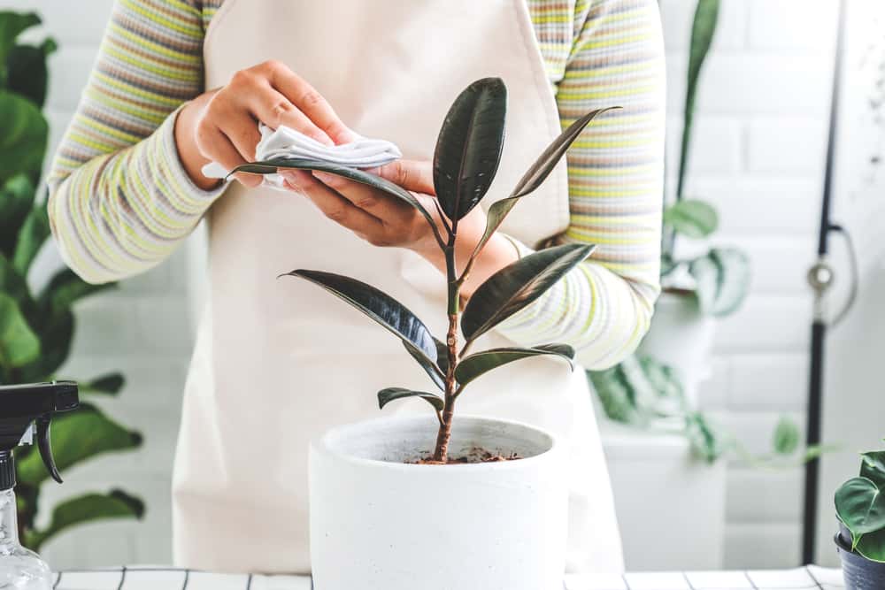 House Plants