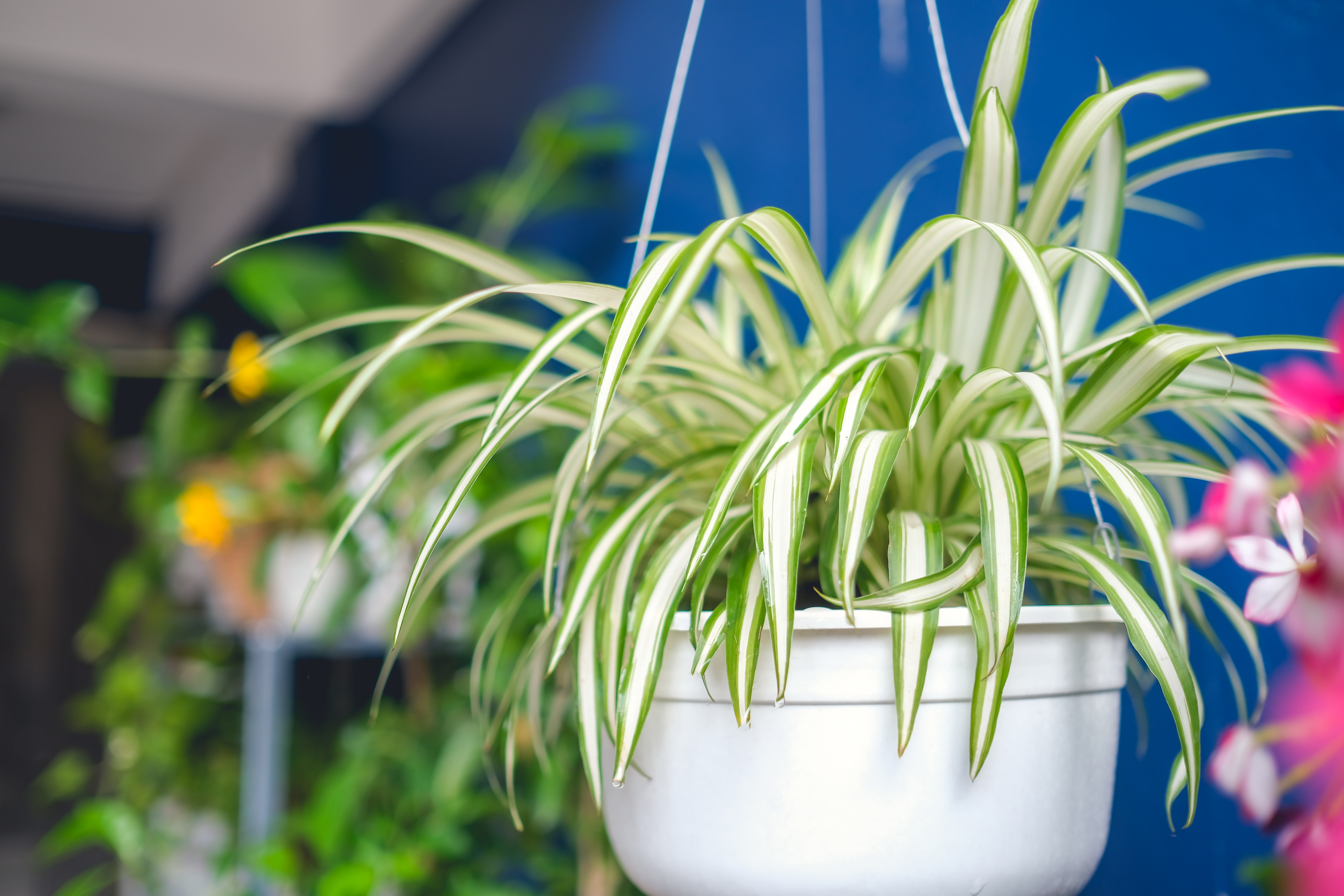 Spider Plant for Living Room