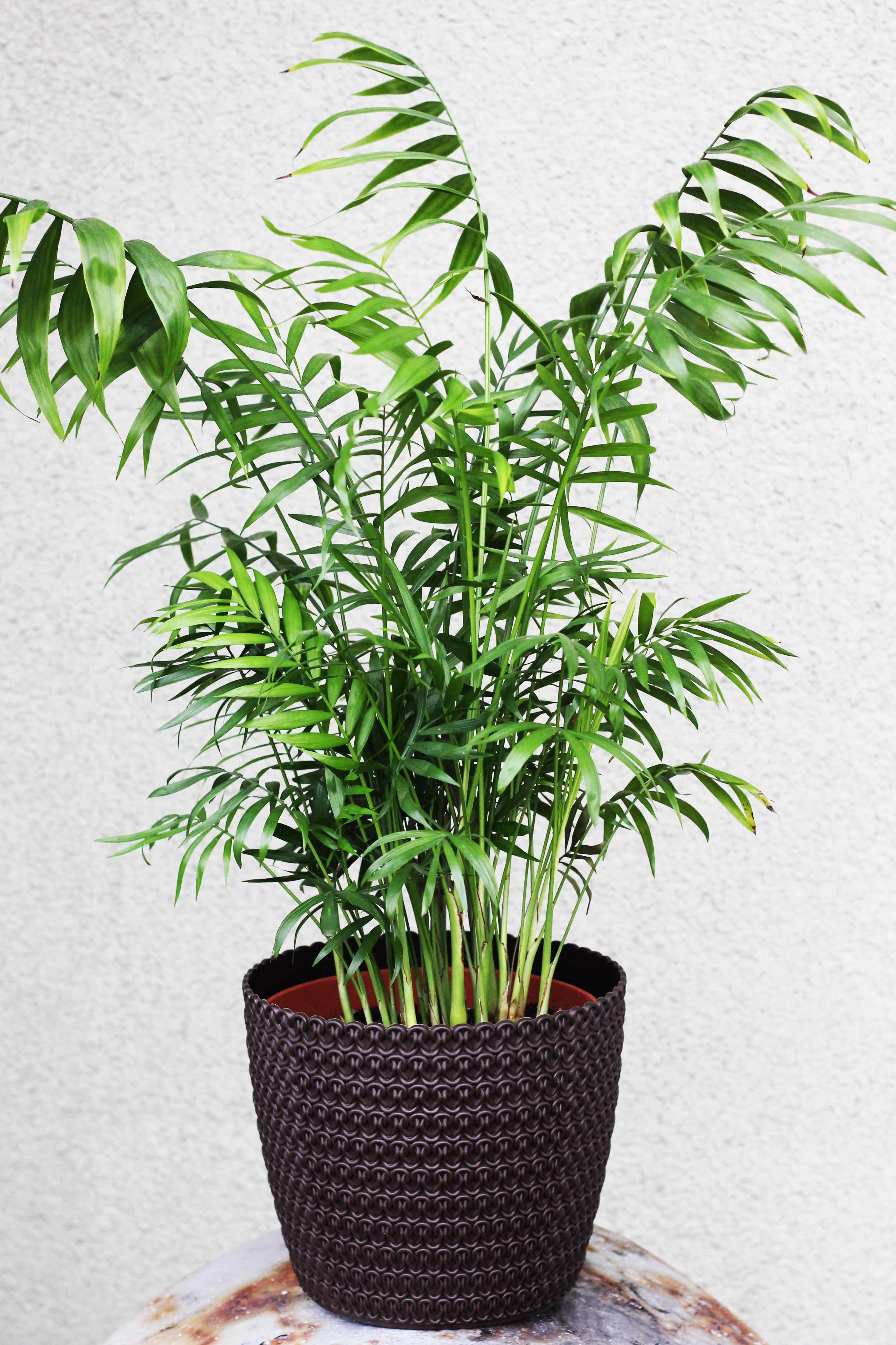 Parlour Palm