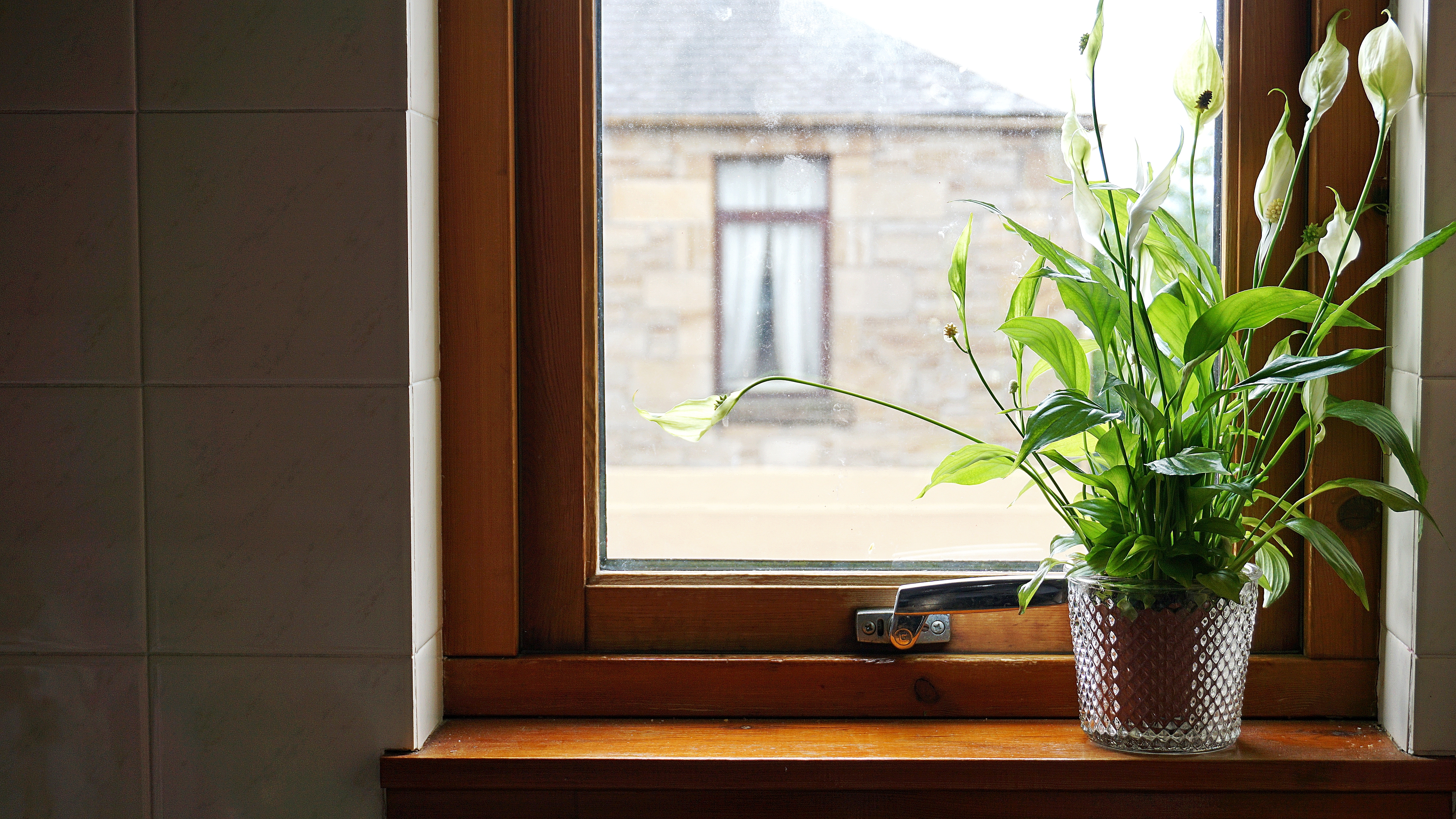 Peace Lily