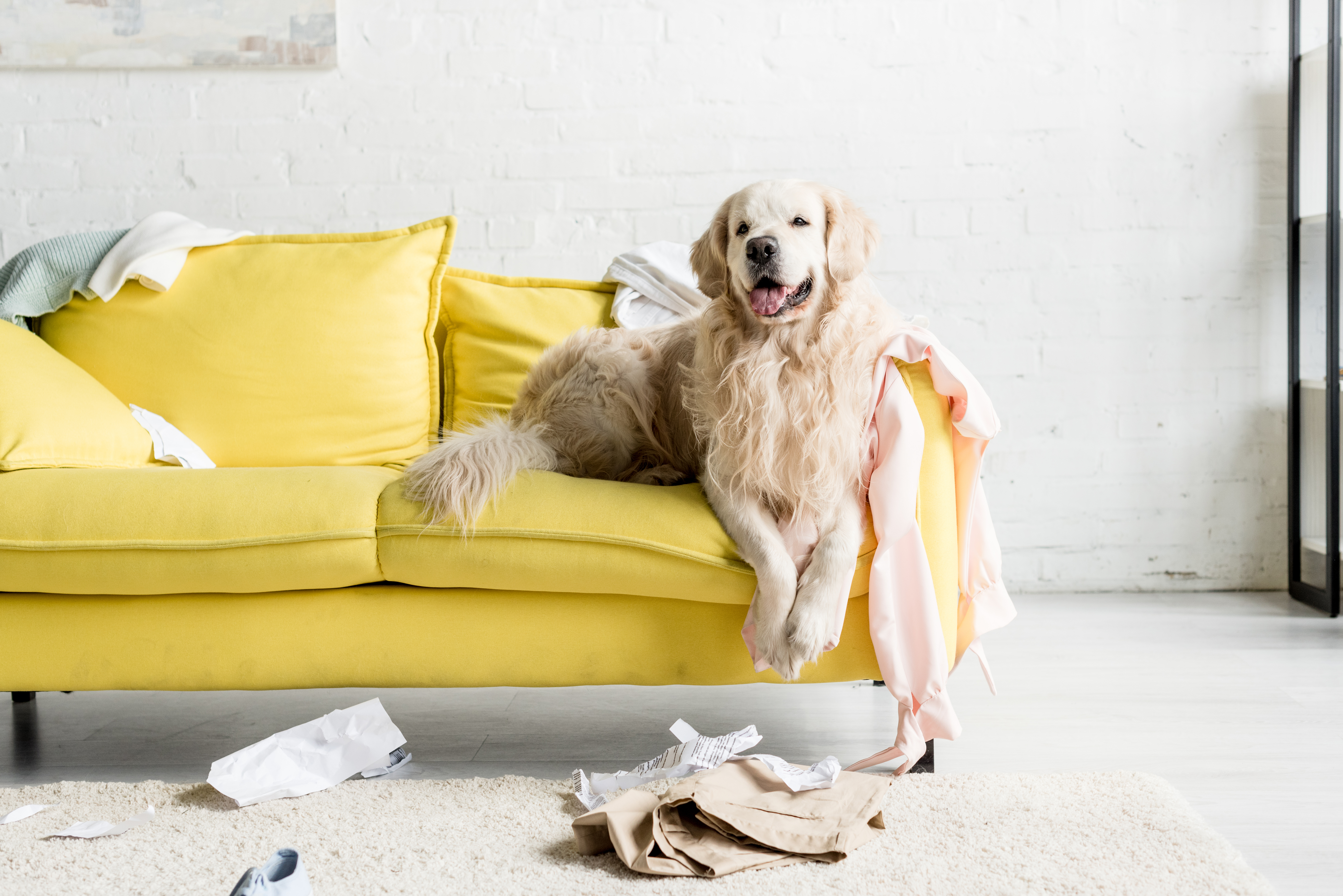 Family Room Sofa