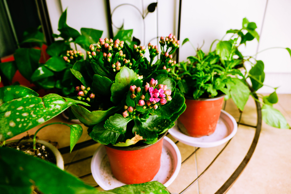 potted plants on the terrace