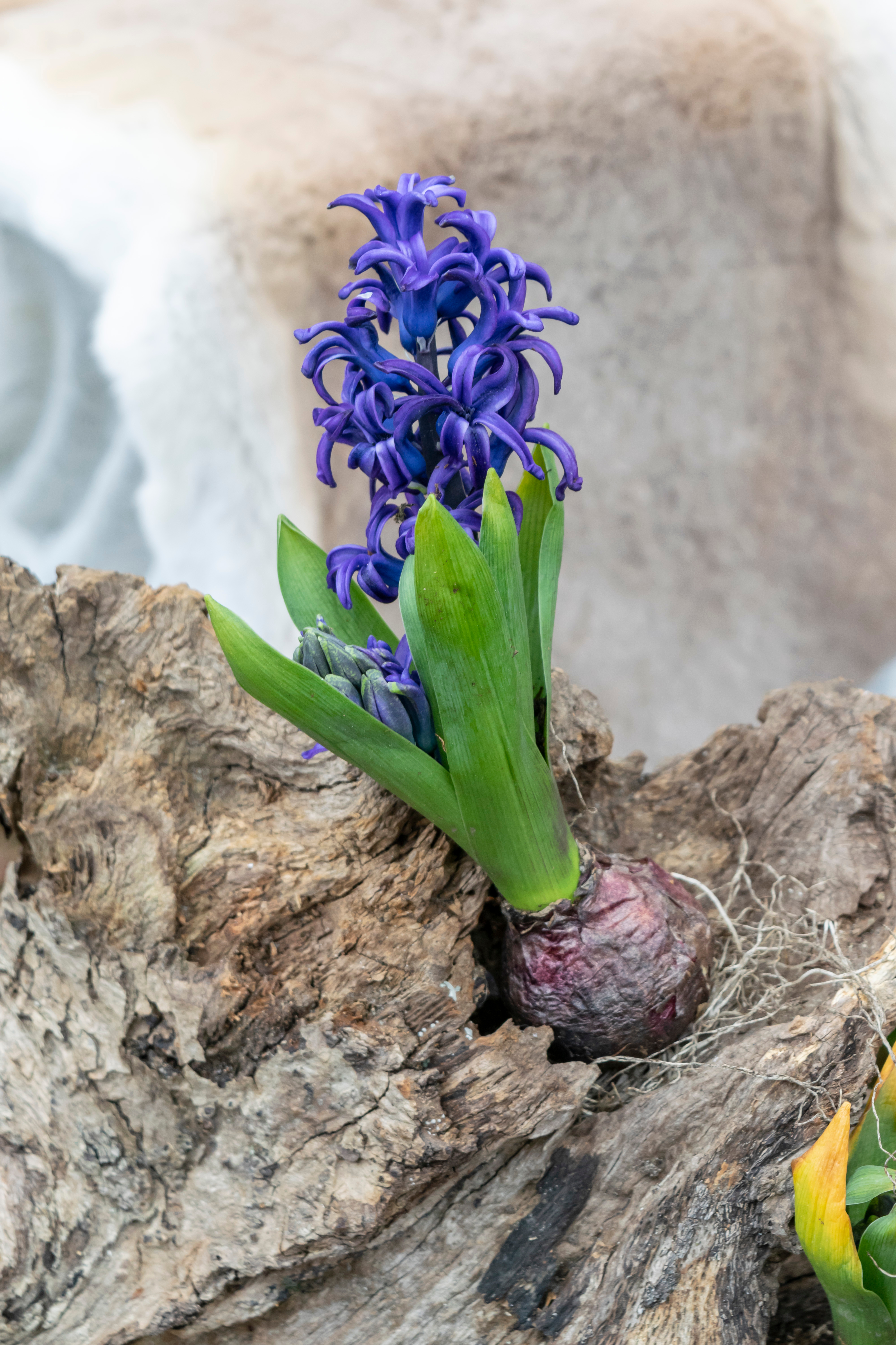 Interior Design Tips on easter