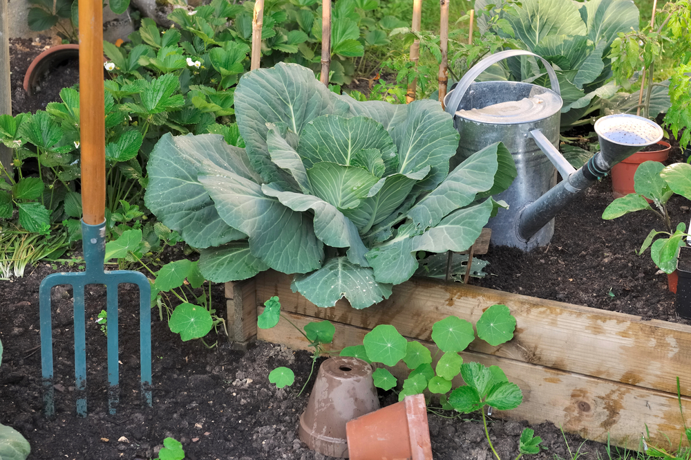 vegetable garden