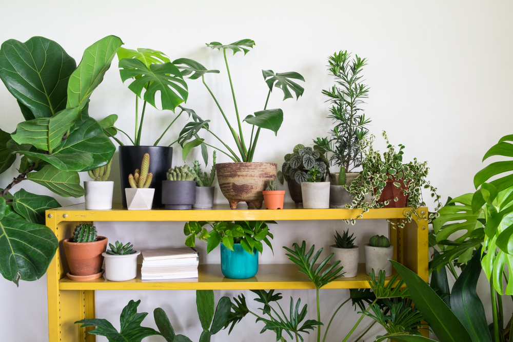Summer Plants