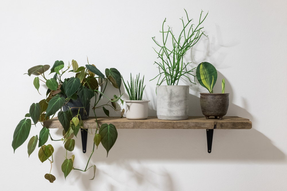 Greenery in home