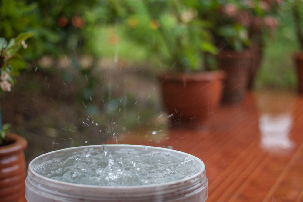 save water in bowl