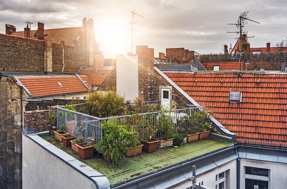 roof garden in monsoon