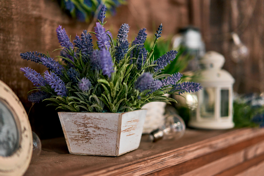beautiful vastu plants