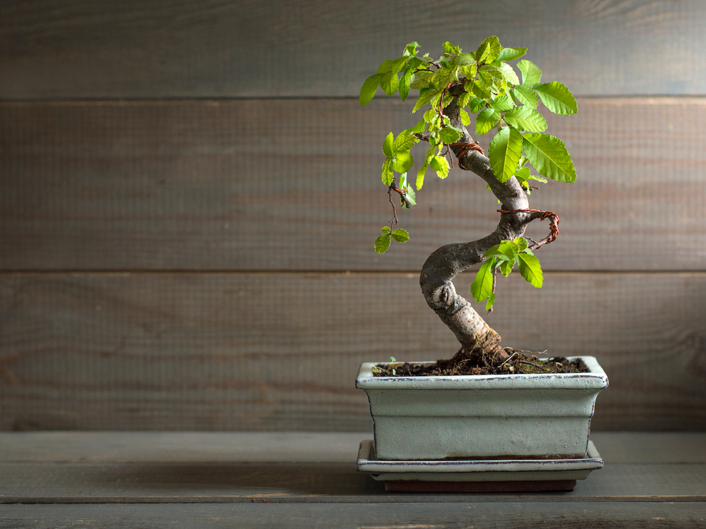 bonsai plants for vastu