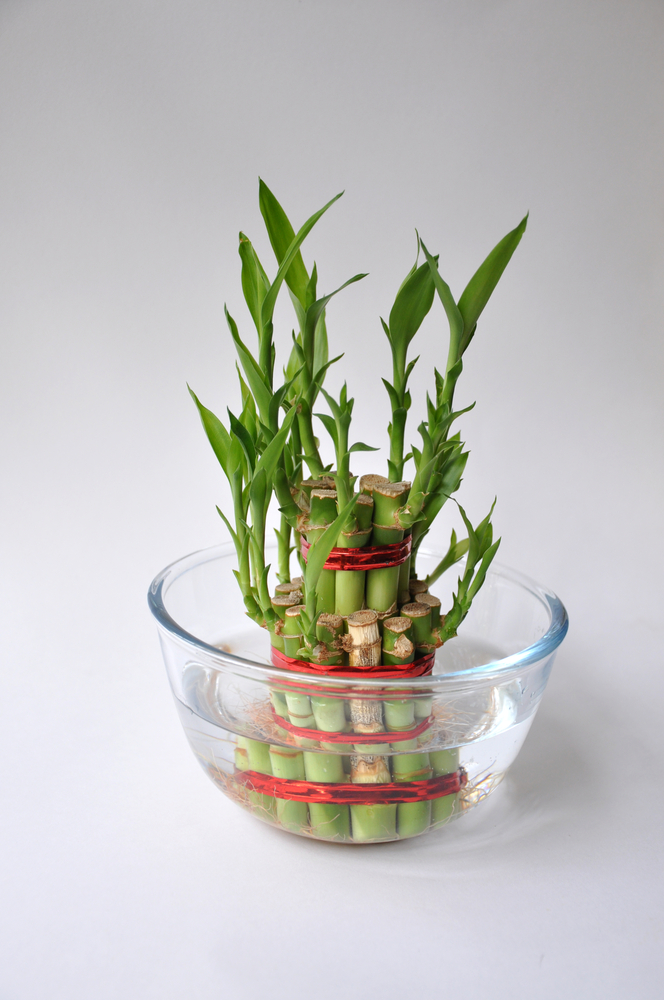 small vastu plants