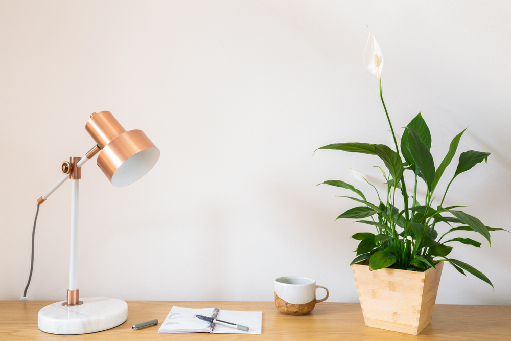 peace Lily vastu