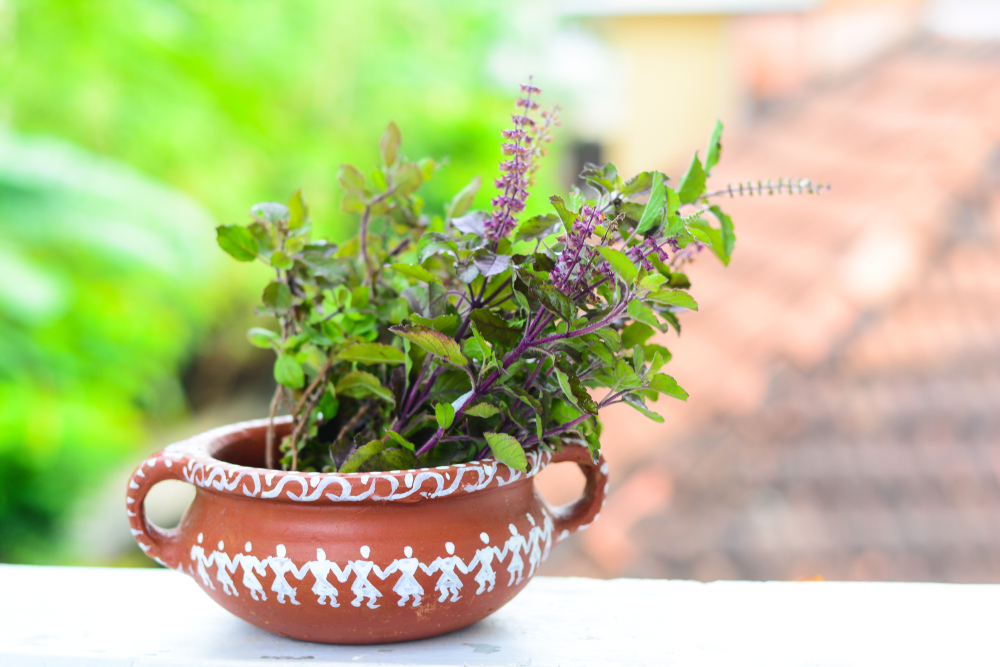 vastu plants