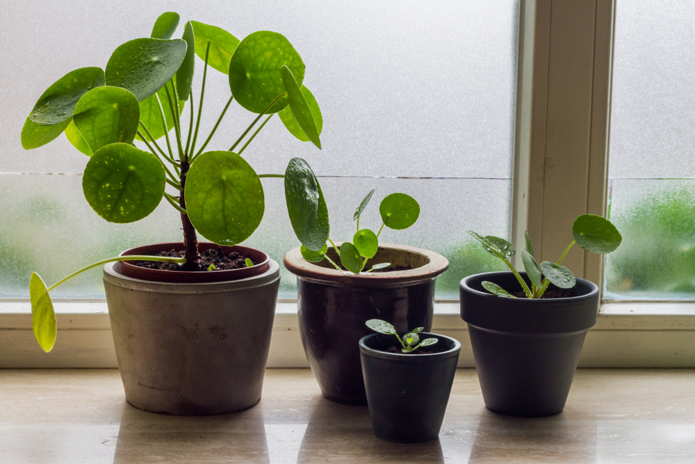 money plants vastu