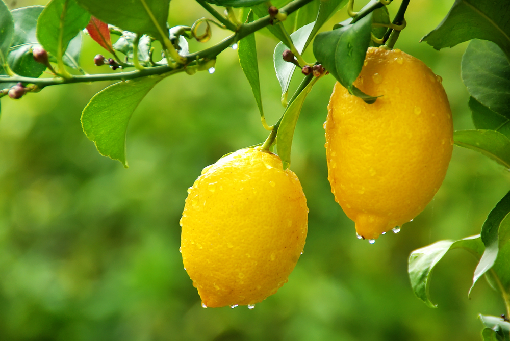 Citrus Plants