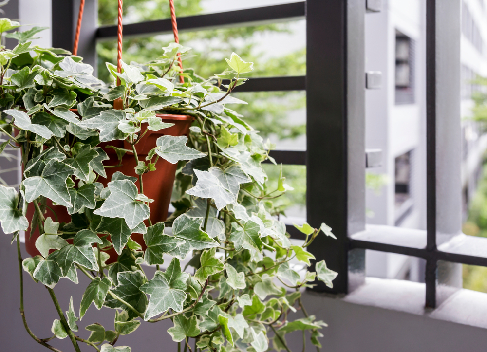 creepers plants for home office