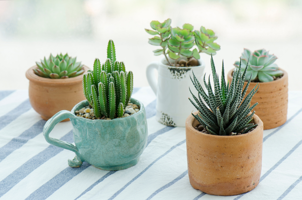 cactus for Home office