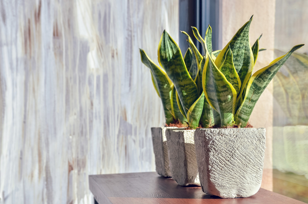 office desk plants