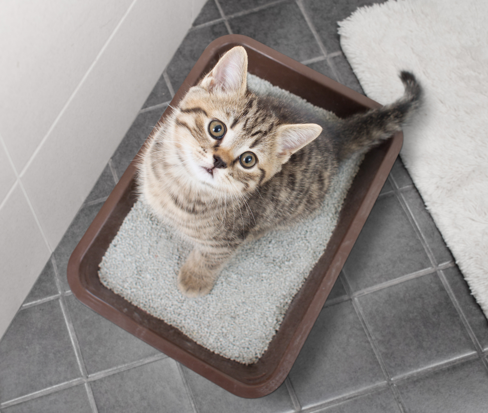 cat litter box