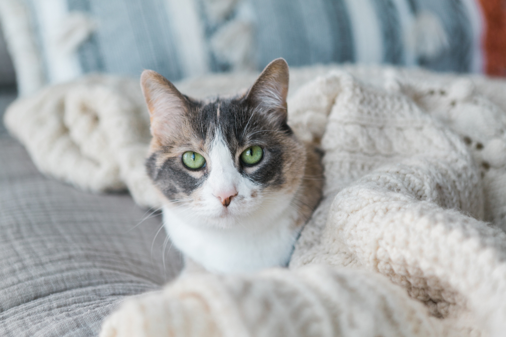 cozy spaces for cats